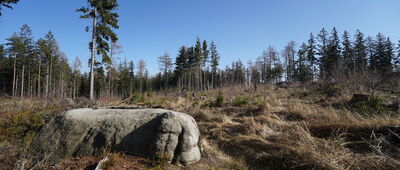 Borowa Kopa, odejście szlaku ↔ Batorówek