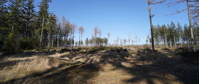 Borowa Kopa, odejście szlaku ↔ Batorówek