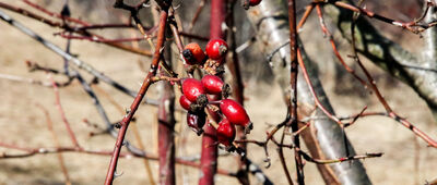 Młyńczyska ↔ Pod Modynią