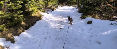 Lanckorona ↔ Ruiny schroniska Magura-Kąpielisko [08.03.2026]