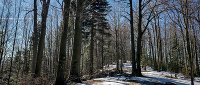 Pod Krzystonowem [Skrzyżowanie szlaków pod Krzysztonowem]