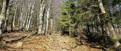 Rozejście szlaków pod Mogielicą ↔ Polana Stumorgowa [Niebiesko-żółty szlak pod Mogielicą]