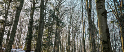 Przełęcz pod Małym Krzystonowem ↔ Pod Krzystonowem [Odbicie na szczyt Krzysztonowa]