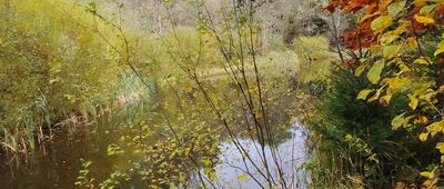 Pod Ochabiską ↔ Wołowiec [Staw]