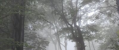 Pod Obyczem ↔ Przełęcz Regetowska, wiata