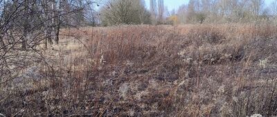 Bytom, kościół Świętej Trójcy ↔ Bytom Północny [Szlak praktycznie zarośnięty / marzec 2026]