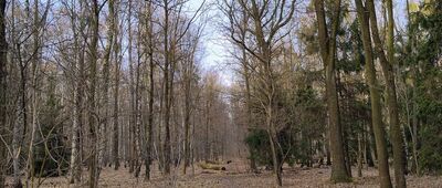 Kozłowa Góra, ul. Powstańców ↔ Piekary Śląskie, ul. Jana Pawła II [Las Lipka / marzec 2026]