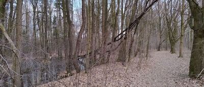 Kozłowa Góra, ul. Powstańców ↔ Kozłowa Góra, Dioblina [Dioblina / marzec 2026]