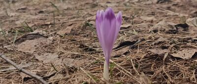 Przełęcz Knurowska ↔ Studzionki