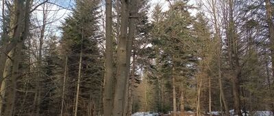 Pod Kotelnicą ↔ Runek