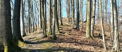 Maria Antonina ↔ Rozejście szlaków zielony / czarny [Między Kurzętnikiem a Drewnicą]