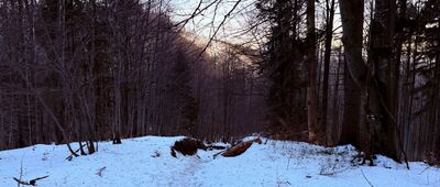 Rycerzowa Wielka ↔ Nad Przełęczą Przysłop