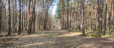 Las Rudki ↔ Krężnica Jara