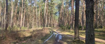 Nowiny ↔ Las Rudki