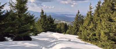 Żywieckie Rozstaje ↔ Mała Babia Góra [Zejście z Małej Babiej Góry, w drodze na Żywieckie Rozstaje]