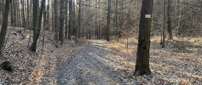 Niegowonice, ul. Krakowska ↔ Rozejście szlaków niebieski / żółty