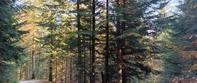 Rozejście szlaków pod Lubomirem