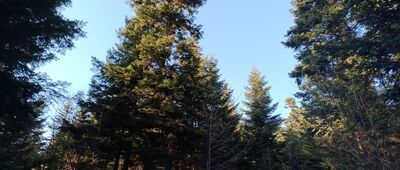 Rozejście szlaków pod Lubomirem