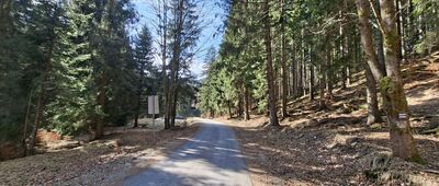 Droga Justyny, parking leśny ↔ Widlasta Droga