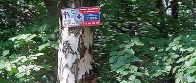 Niedźwiadki [Niedźwiadki 2]