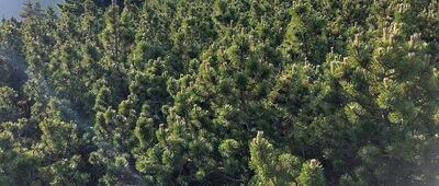 Kopa ↔ Przełęcz Pod Śnieżką [Pożegnanie ze Śnieżką]