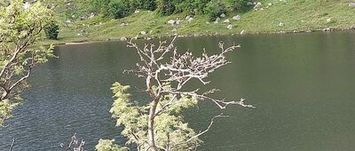 Polana w Karkonoszach ↔ Schronisko PTTK Samotnia [Staw przy Samotni]