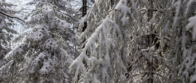 Jaworzyny Ochotnickie ↔ Skrzyżowanie pod Lubaniem