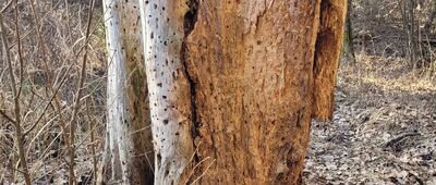 Barcice ↔ Tulewo Górne