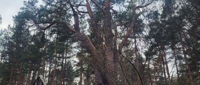 Mińsk Mazowiecki ↔ Cielechowizna [Wszebora - najstarsza sosna pospolita w Polsce]