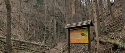 Wąwóz Myśliborski, odejście ścieżki przyrodniczej ↔ Odejście ścieżki przyrodniczej