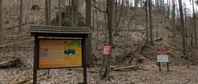 Wąwóz Myśliborski, odejście ścieżki przyrodniczej