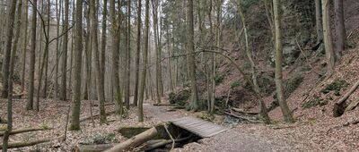 Wąwóz Myśliborski, odejście ścieżki przyrodniczej