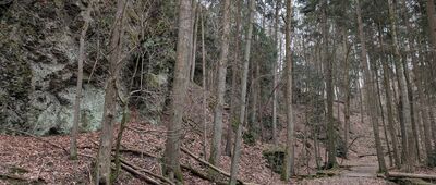 Wąwóz Myśliborski, wsch. ↔ Wąwóz Myśliborski, odejście ścieżki przyrodniczej