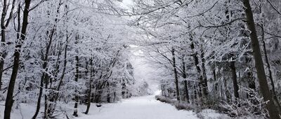 Smocza Jama, odejście szlaku ↔ Czupel