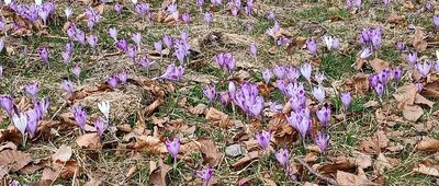 Obidowa ↔ Stare Wierchy [Krokusy_22.03.2026]