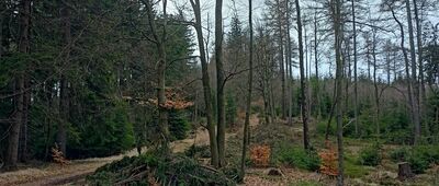 Rozejście szlaków niebieski / zielony