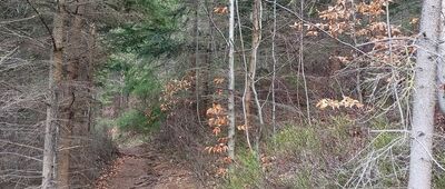 Rozejście szlaków niebieski / zielony ↔ Rozejście szlaków niebieski / zielony