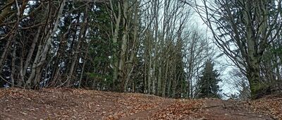 Javorový vrch, rozc. ↔ Pod Słodną