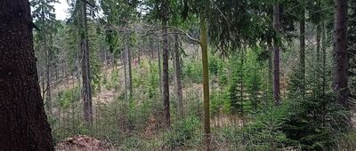 Przełęcz pod Szpiczakiem ↔ Ruprechtický Špičák