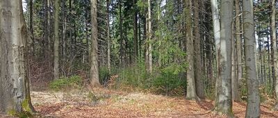 Przełęcz pod Szpiczakiem