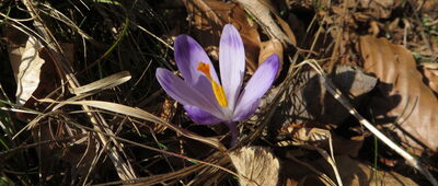 Rzeki, Cyrkowe ↔ Polana Podskały [Polana Pod Jaworzynką]