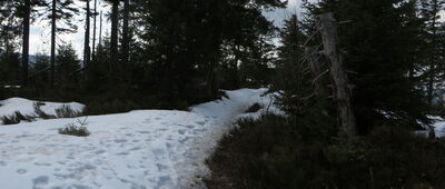 Pustak ↔ Kudłoń, rozejście szlaków [Okolice szczytu Kudłoń]