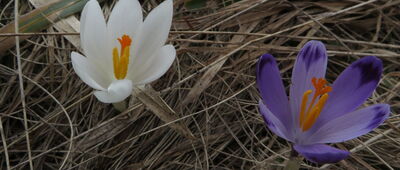 Hala Turbacz ↔ Przełęcz Borek [Hala Turbacz]