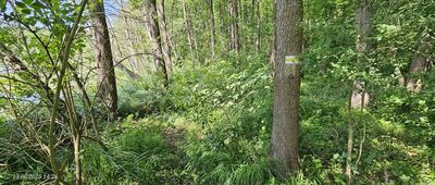 Nojewo ↔ Rozejście szlaków [Szlak nad Jeziorem Kikowskim jest dość przygodowy ;)]