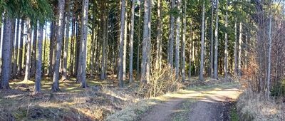 Bartnica ↔ Czarnoch