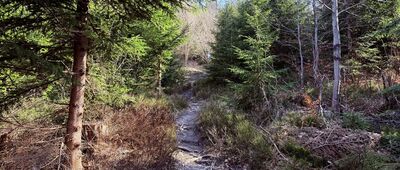 Rozejście ścieżki