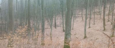 Odejście do głazu ↔ Pomnikowy głaz w Lesie Ostrzyckim