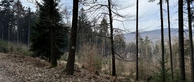 Mieszko i Jagienka ↔ Przełęcz Słupicka, rozejście szlaków