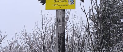 Sokolica