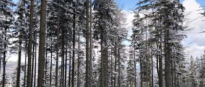 Fickowe Rozstaje ↔ Schronisko PTTK Markowe Szczawiny